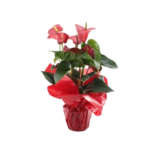 Anthurium Red Bull in Rondello Red