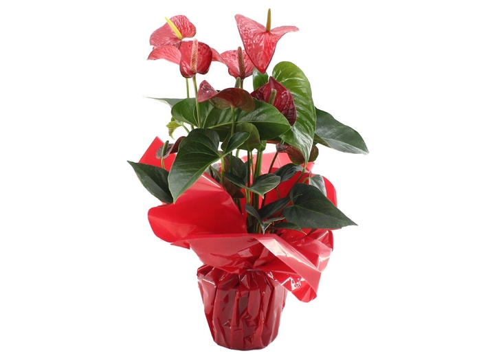 <h4>Anthurium Red Bull in Rondello Red</h4>
