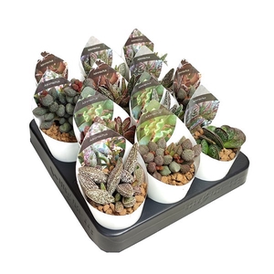 Adromischus Gemengd Potcover