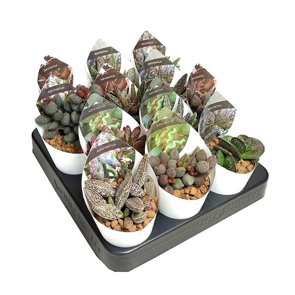 <h4>Adromischus Gemengd Potcover</h4>