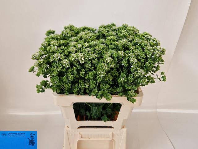 <h4>ORIG VU WHITE CHARM</h4>
