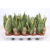Sansevieria Futura Superba