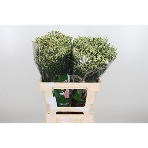 Lim Sin Sen P Colada