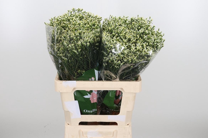 <h4>Lim Sin Sen P Colada</h4>