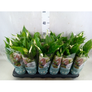 Spathiphyllum  'Chopin'
