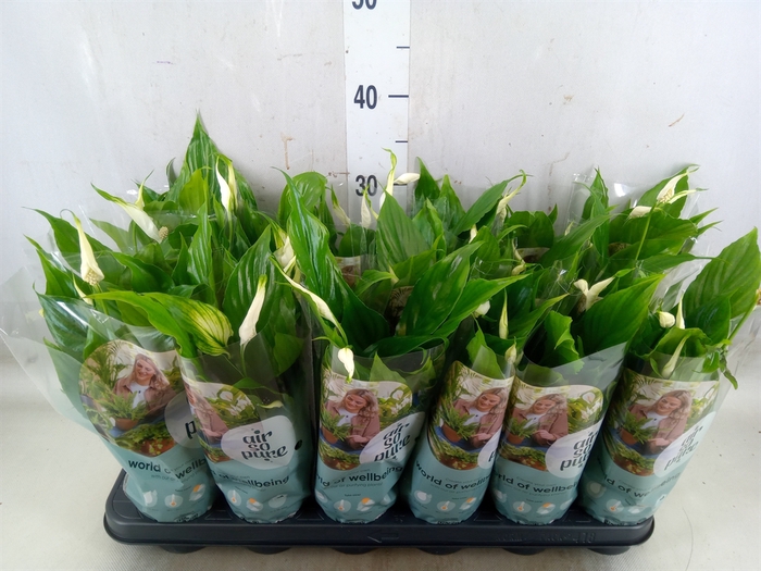<h4>Spathiphyllum  'Chopin'</h4>