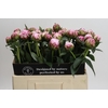 Paeonia Sarah Bernhardt