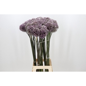 Allium Summer Drummer