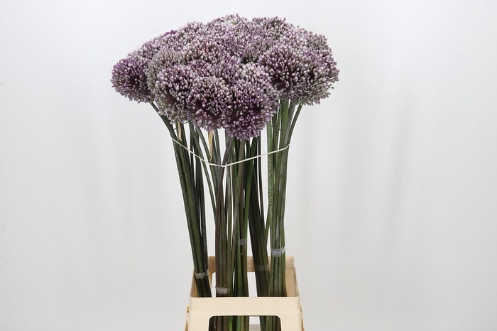 <h4>Allium Summer Drummer</h4>