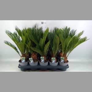 Cycas revoluta