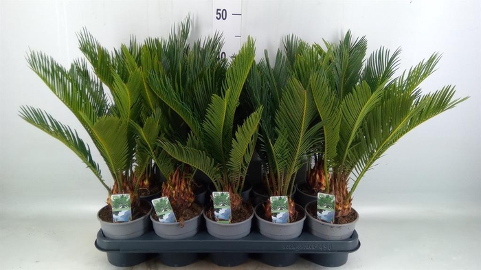 <h4>Cycas revoluta</h4>
