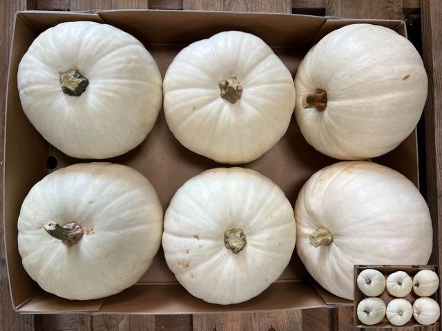<h4>CUC MAXIMA HALLOWEEN X6</h4>
