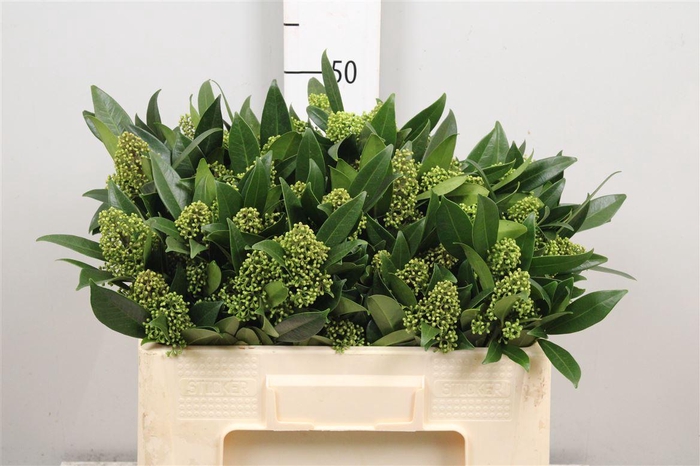 <h4>Skim C Kew Green Bs</h4>