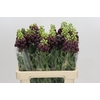 Fritillaria Persica