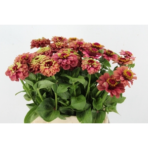 ZINNIA ELEGANS
