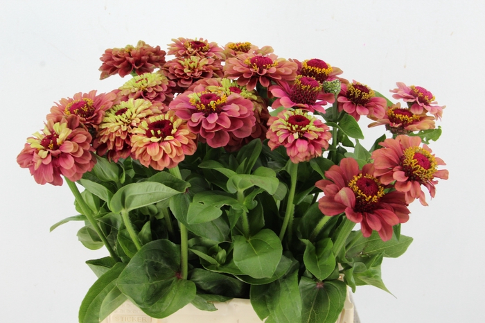 <h4>ZINNIA ELEGANS</h4>