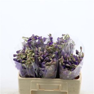 Delphinium Enkel Deldonna Purple