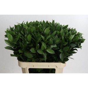 Ruscus aculeatus   ...groot blad