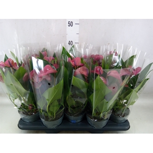Anthurium andr. 'Pure Purple'
