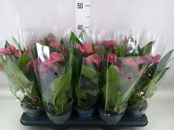 <h4>Anthurium andr. 'Pure Purple'</h4>