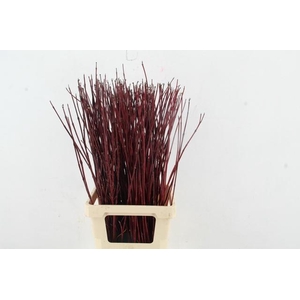 CORNUS ALBA SIBIRICA 080CM