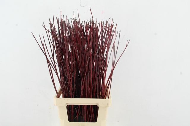 <h4>CORNUS ALBA SIBIRICA 080CM</h4>