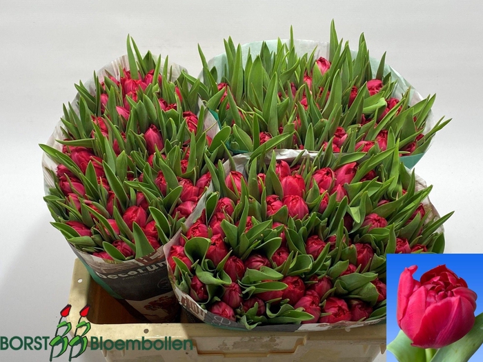 <h4>TU DU RED HORIZON</h4>