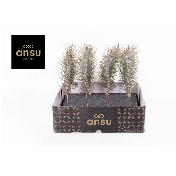 <h4>Tillandsia variés</h4>