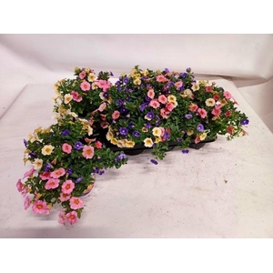 CALIB TRIOB P GEM PT