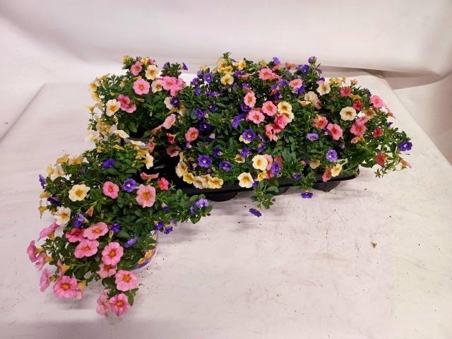 <h4>CALIB TRIOB P GEM PT</h4>