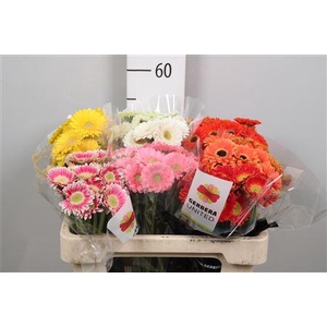 Ge Na Picco Gem Fust