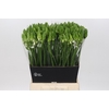 Ornithogalum Mount Fuji