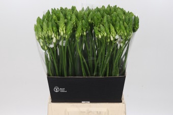 <h4>Ornithogalum Mount Fuji</h4>