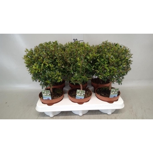 Myrtus communis