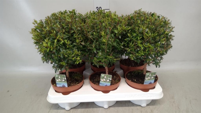 <h4>Myrtus communis</h4>