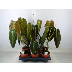 Philodendron melanochrysum