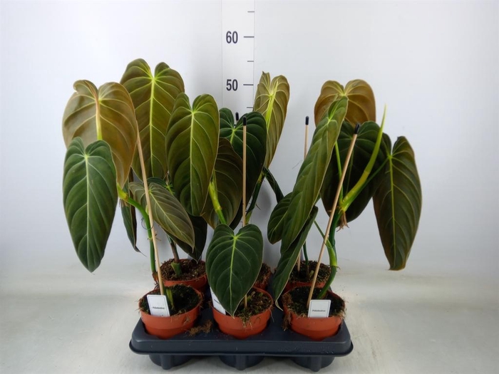 <h4>Philodendron melanochrysum</h4>