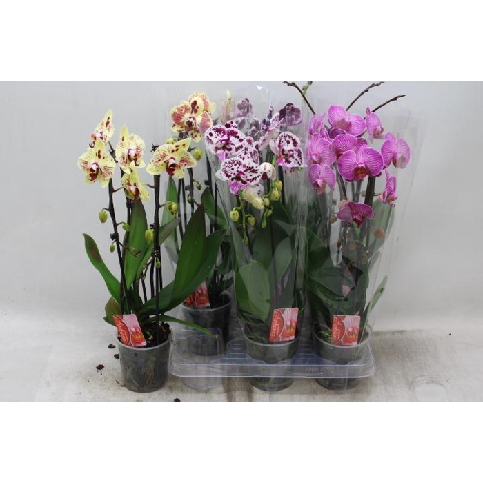 <h4>PHAL EL CASCADE</h4>