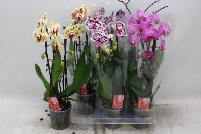 PHAL EL CASCADE