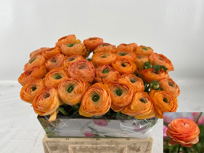 <h4>RANUNCULUS OV</h4>