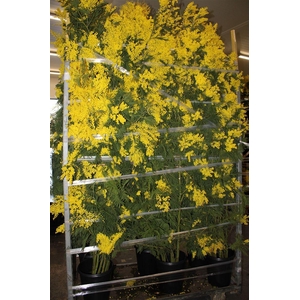 Mimosa Branche 200cm P Stem