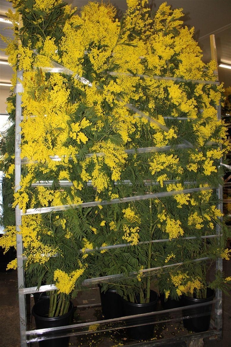 <h4>Mimosa Branche 200cm P Stem</h4>