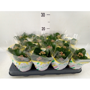 Kalanchoe blos. 'Calandiva Rubio'