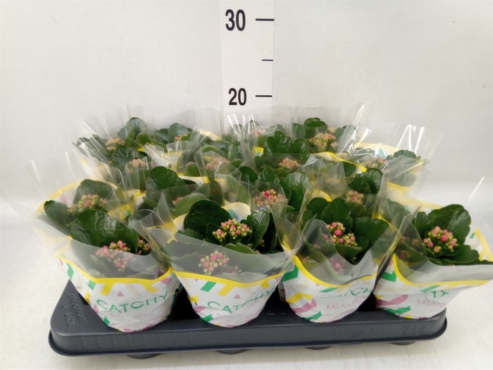 <h4>Kalanchoe blos. 'Calandiva Rubio'</h4>