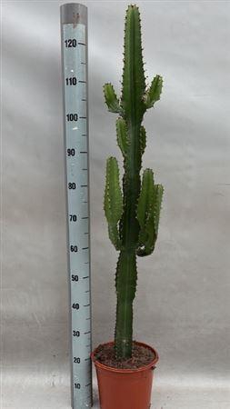 Euphor Acrurensis