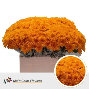 Chr. Tr 'Baltica' DYED Orange