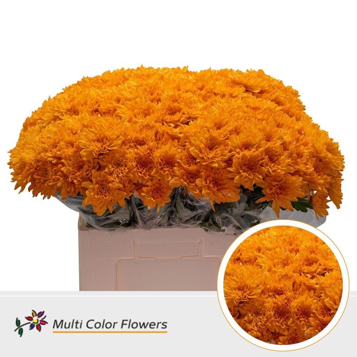 <h4>Chr. Tr 'Baltica' DYED Orange</h4>