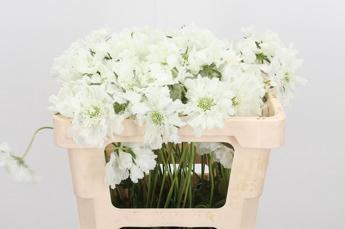 <h4>Scab C Annabelle</h4>