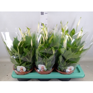 Spathiphyllum  'Chopin'