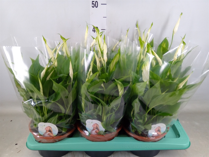 <h4>Spathiphyllum  'Chopin'</h4>